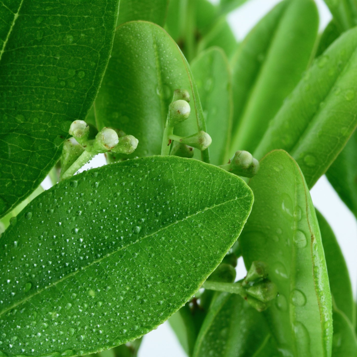 Ravintsara Essential Oil