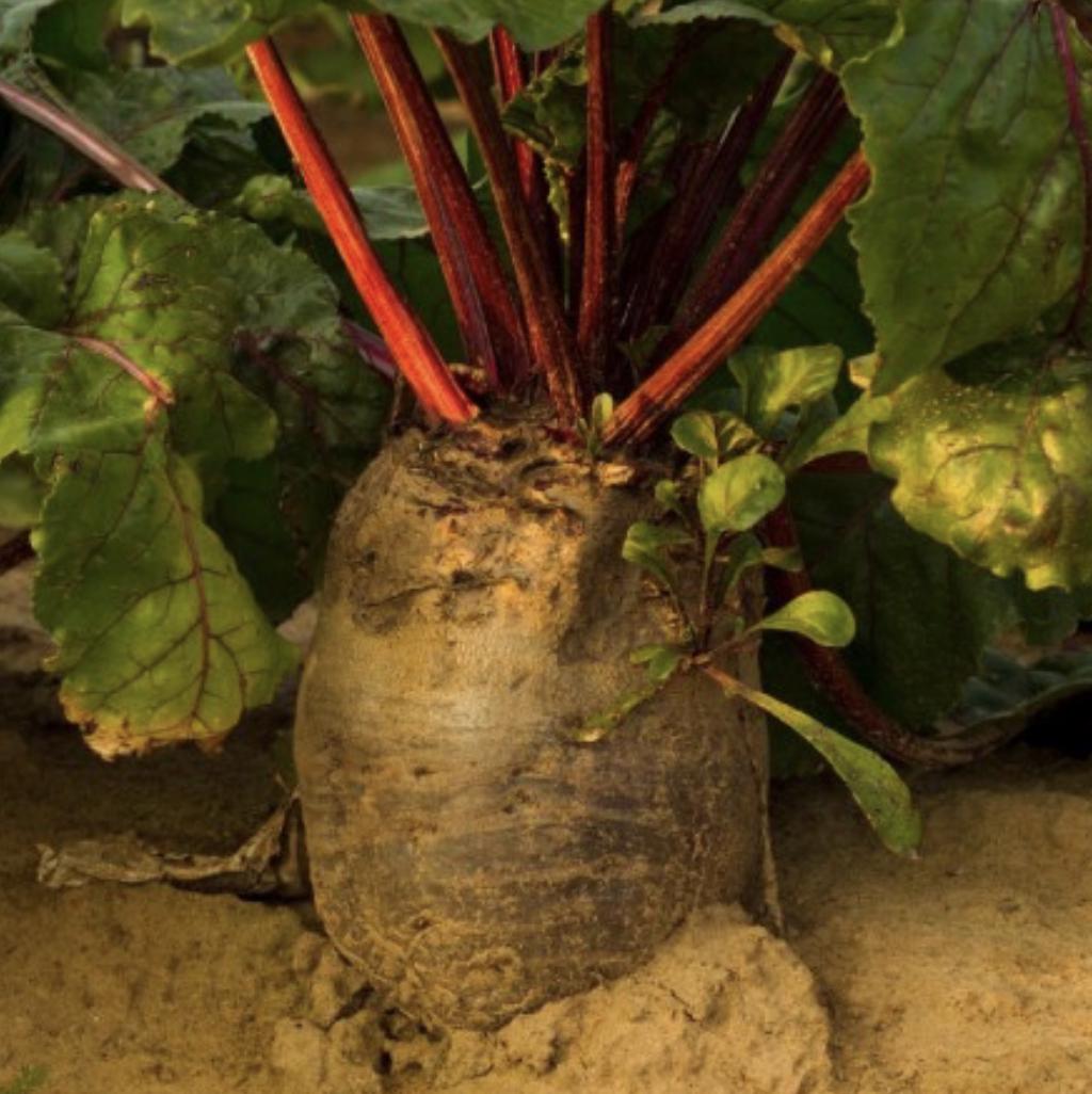 Red Mammoth Fodder Beet - 250 Seeds - Non-Gmo Heirloom