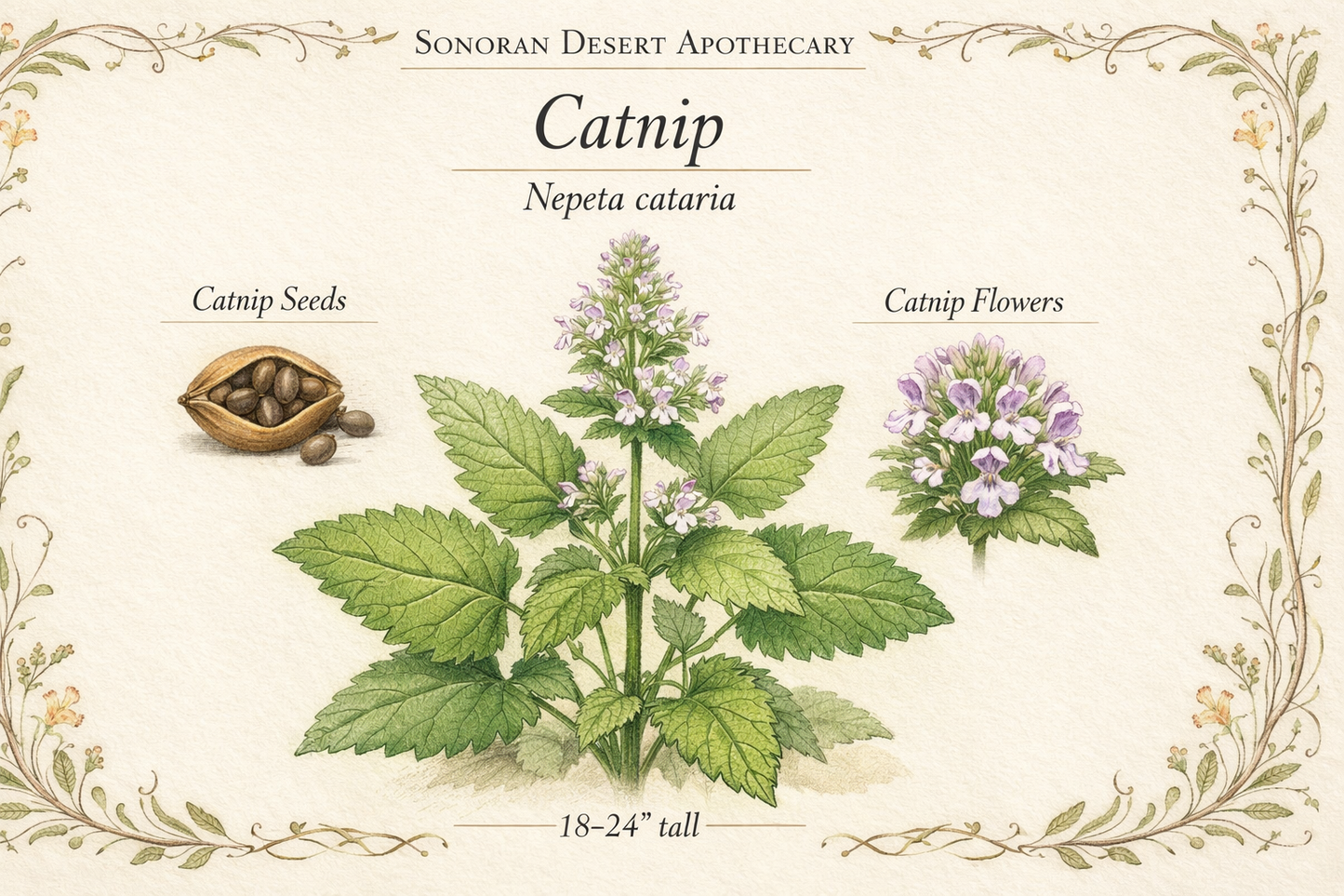 Catnip Essential Oil
