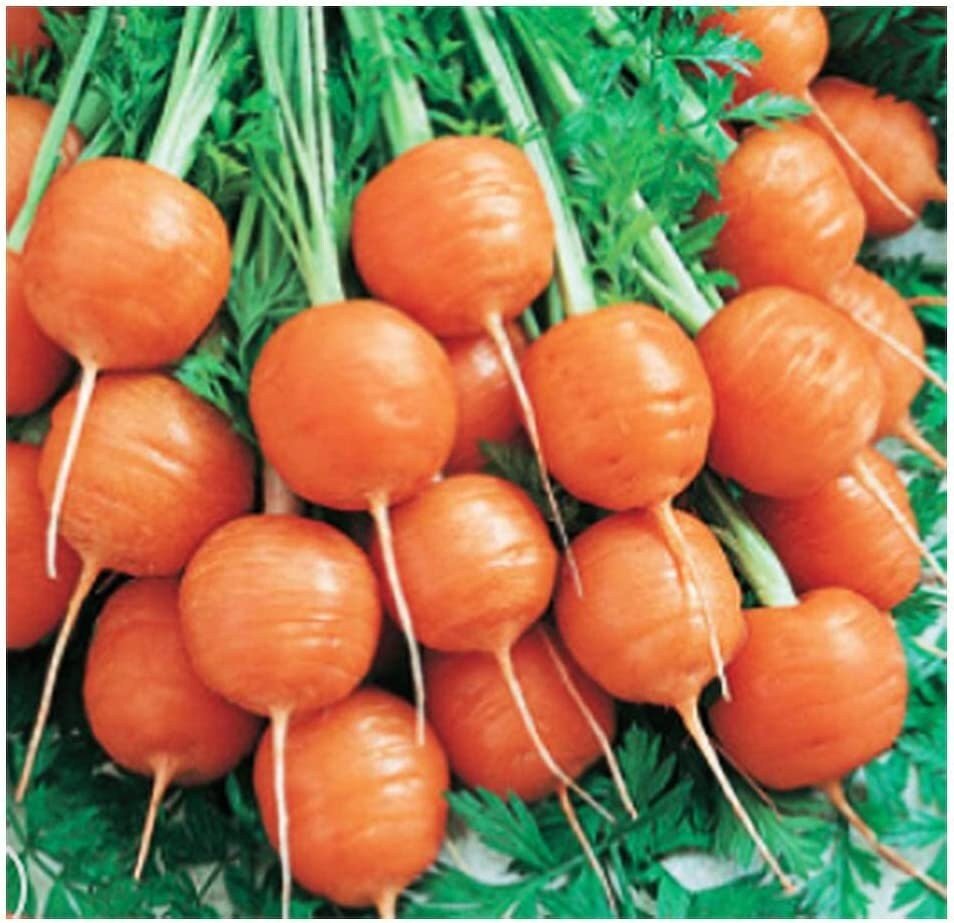 Round Parisian Carrots  - 500 Seeds