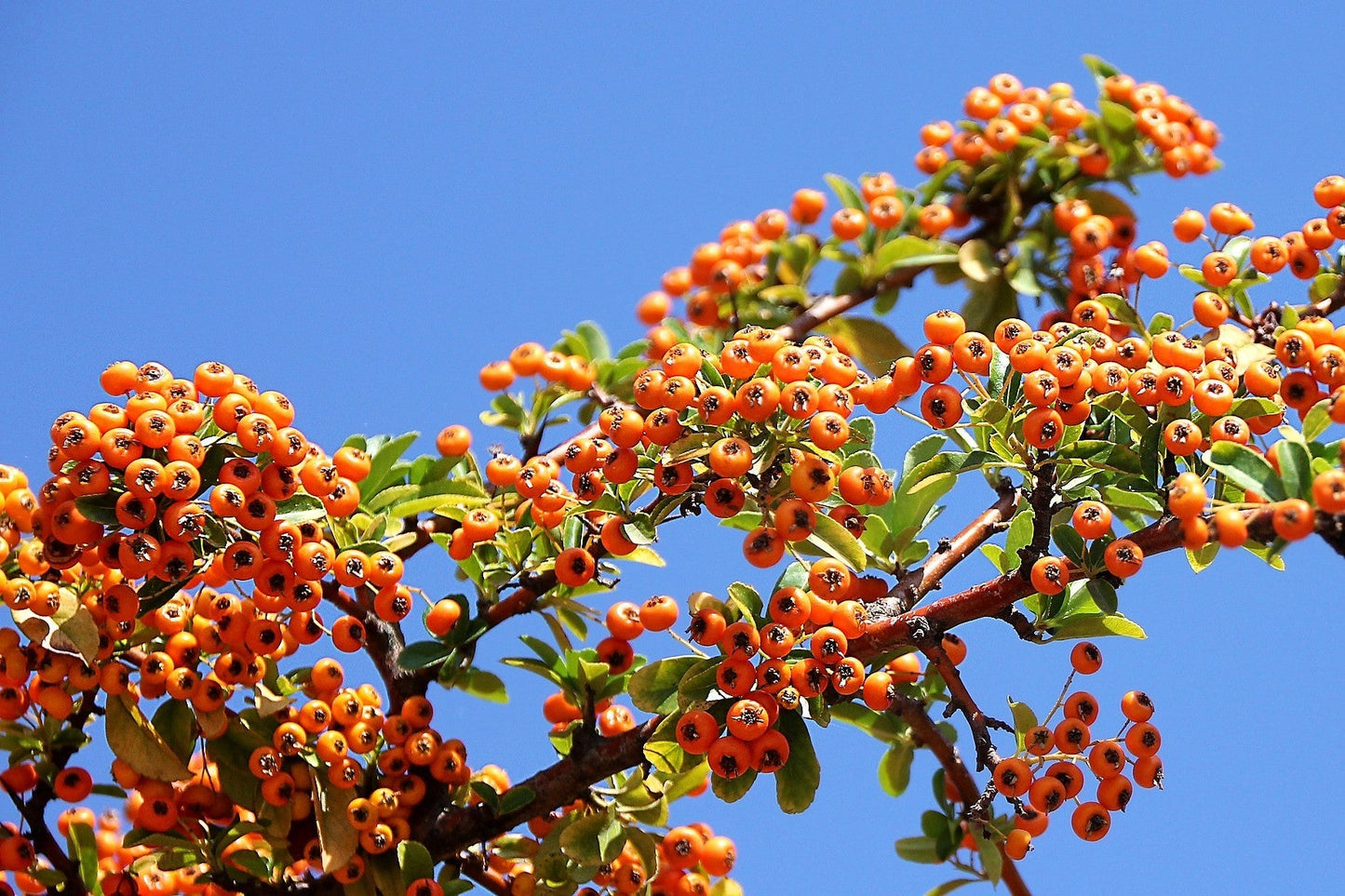 100 SEABERRY Sea Buckthorn Elaeagnus Hippophae Rhamnoides Orange Berry Fruit Shrub Yellow Flower Silver Foliage Seeds