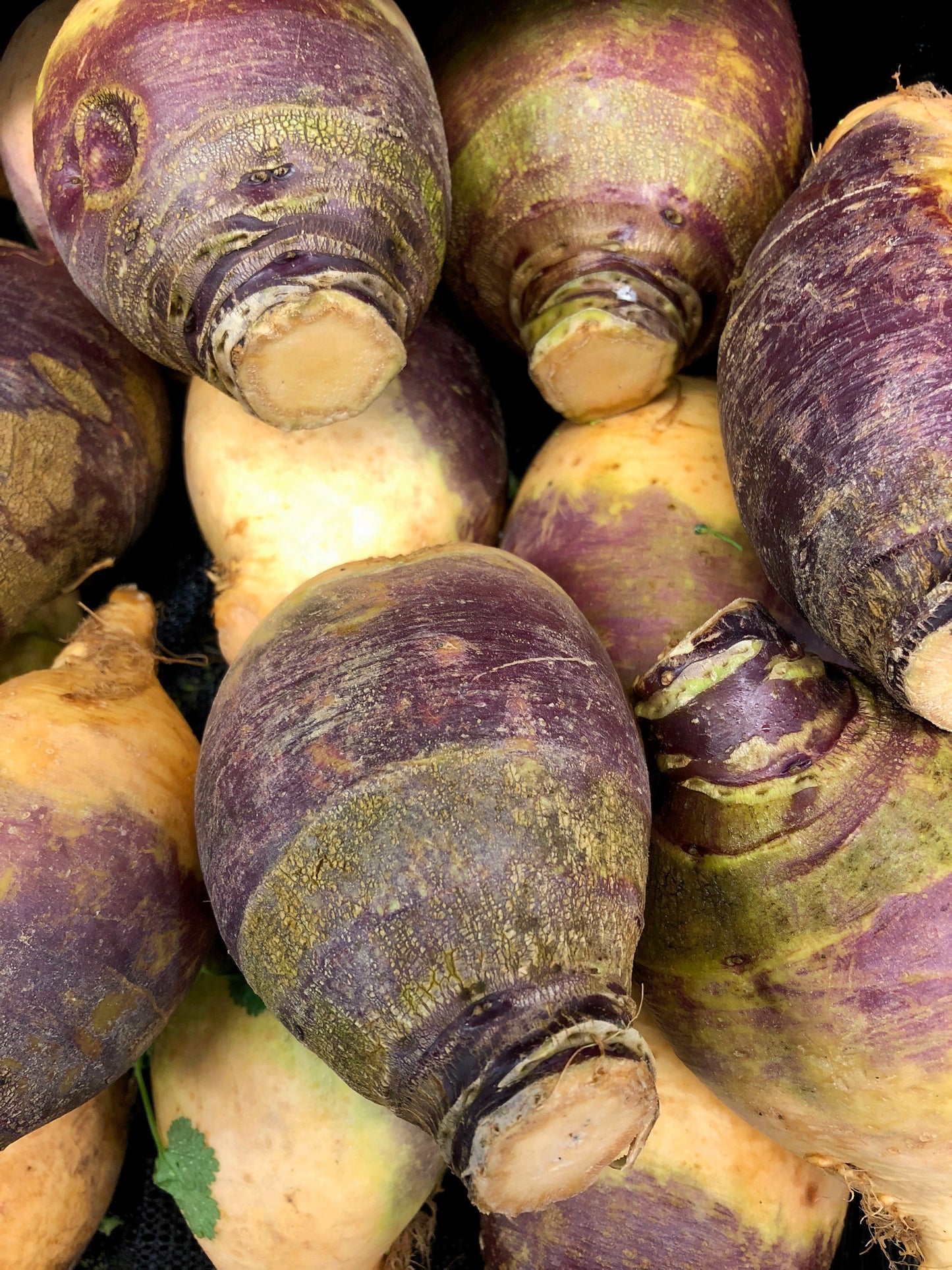 1500 American PURPLE TOP RUTABAGA Brassica Napus Root Vegetable & Greens Seeds
