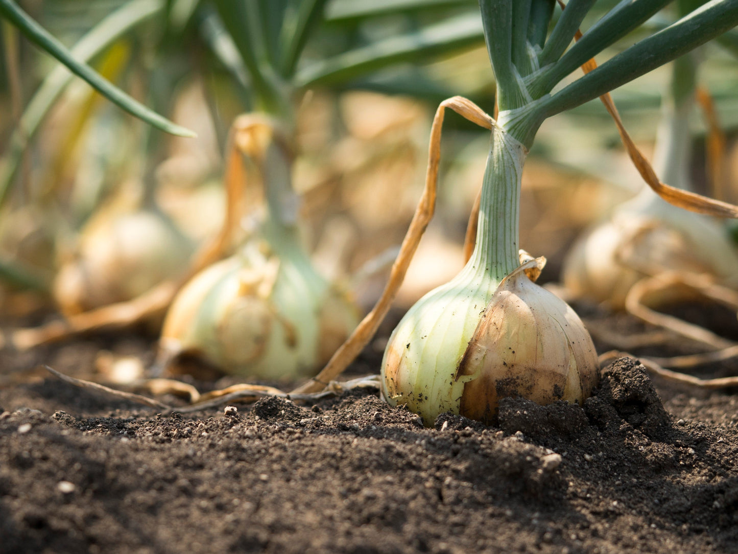 250 ECLIPSE ONION White Sweet Allium Cepa Vegetable Seeds