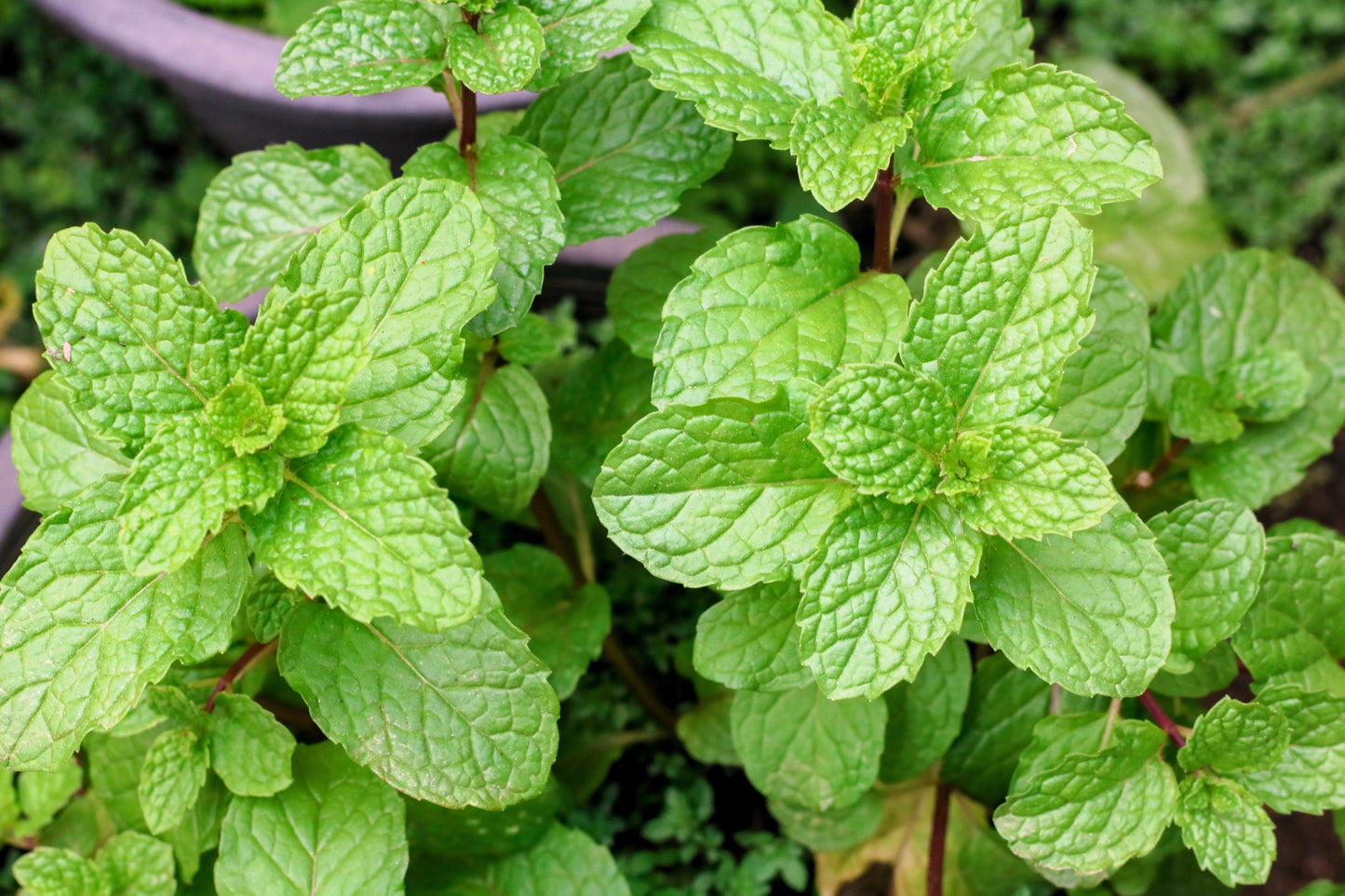 500 SPEARMINT (English Mint) Mentha Spicata Herb Flower Seeds