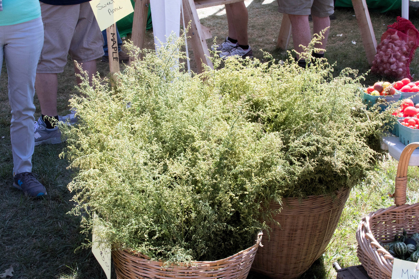 1000 SWEET WORMWOOD Artemisia Annua Sweet Annie Mugwort Sagewort Fragrant Herb Seeds