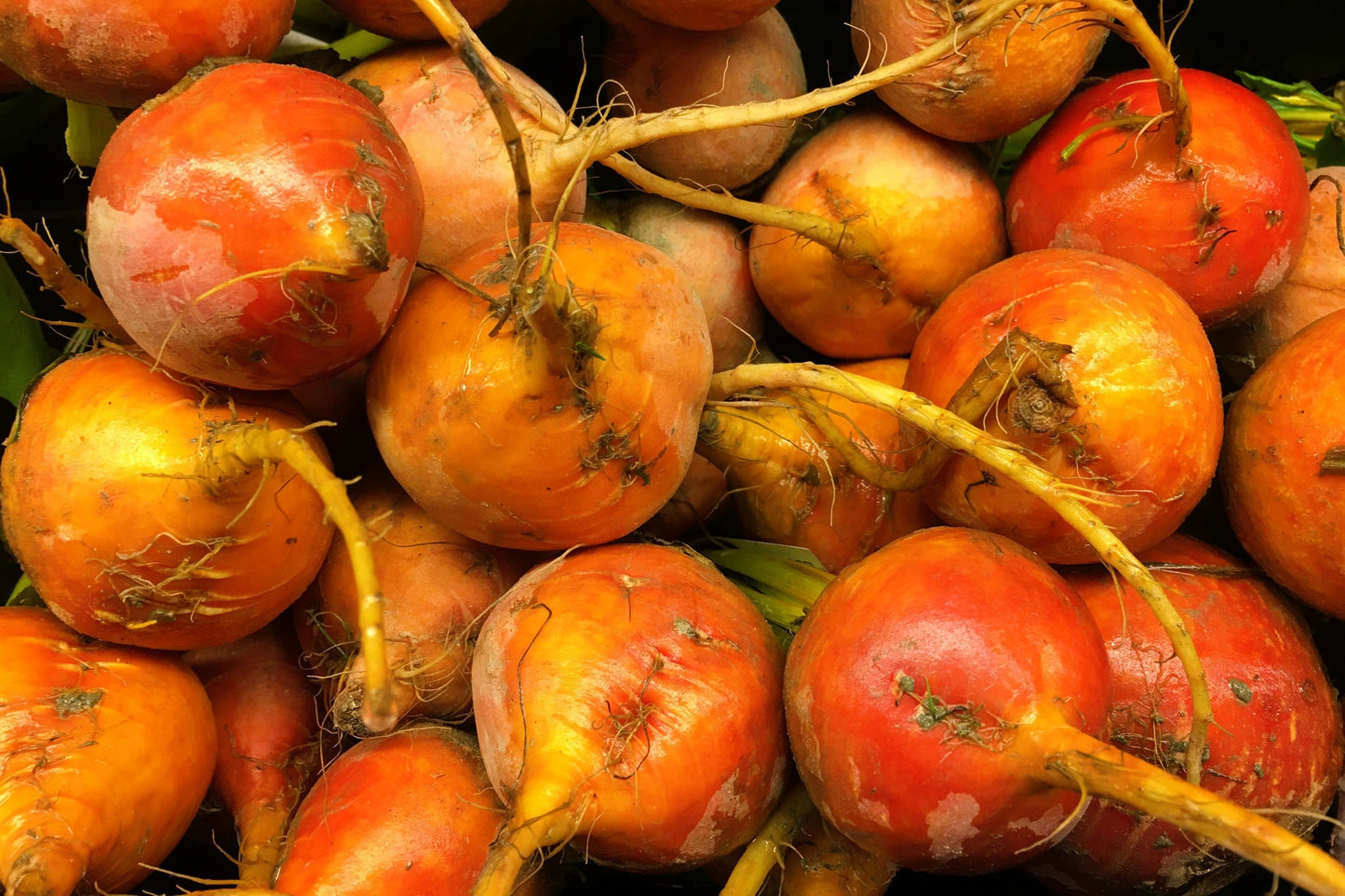 30 BURPEE'S GOLDEN BEET Beta Vulgaris Yellow Root Vegetable Seeds