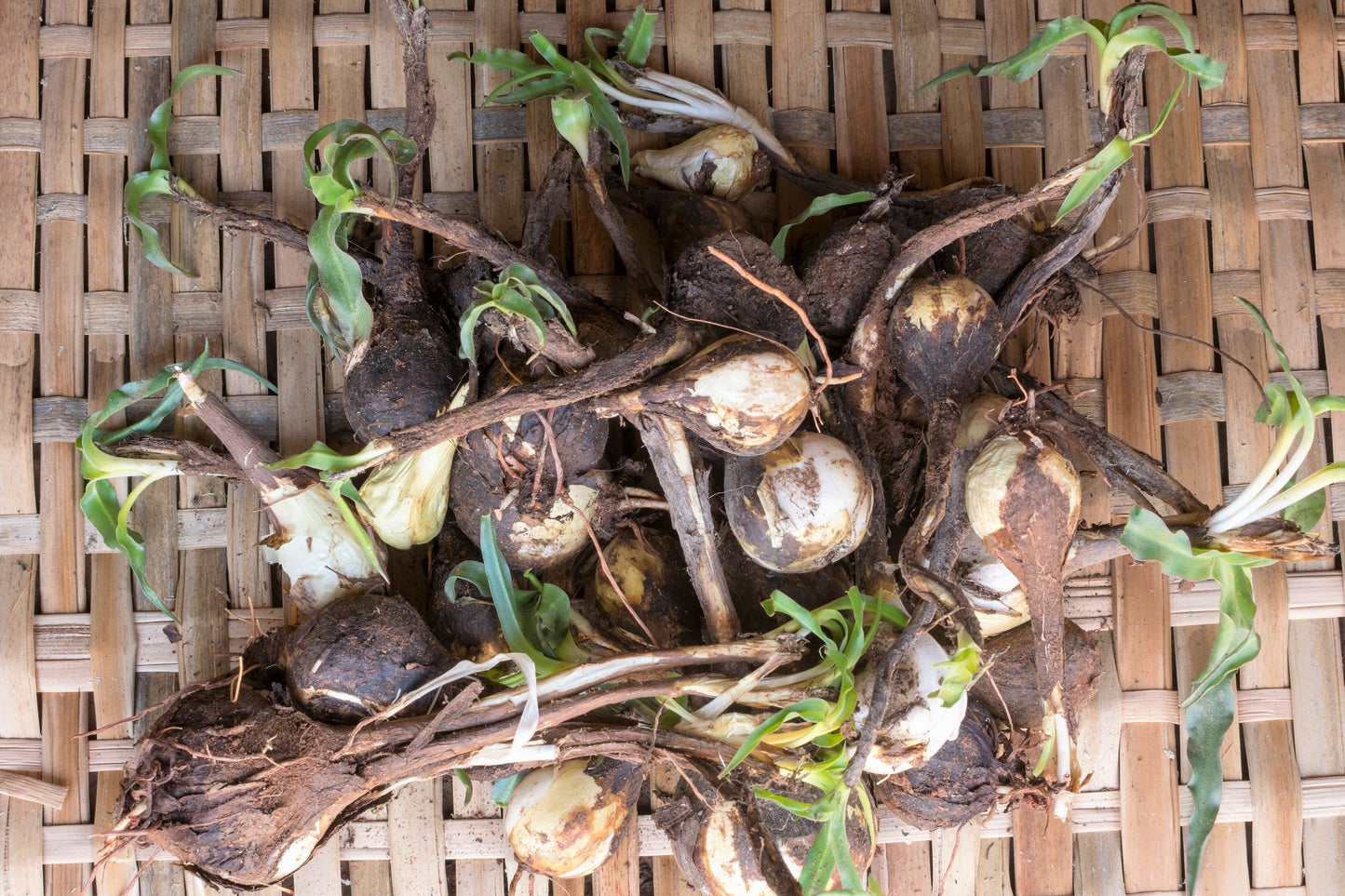 10 WAVY LEAFED SOAP PLANT California Soaproot Amole Lily Chlorogalum Pomeridianum Laothoe White Purple Striped Flower Native Herb Seeds