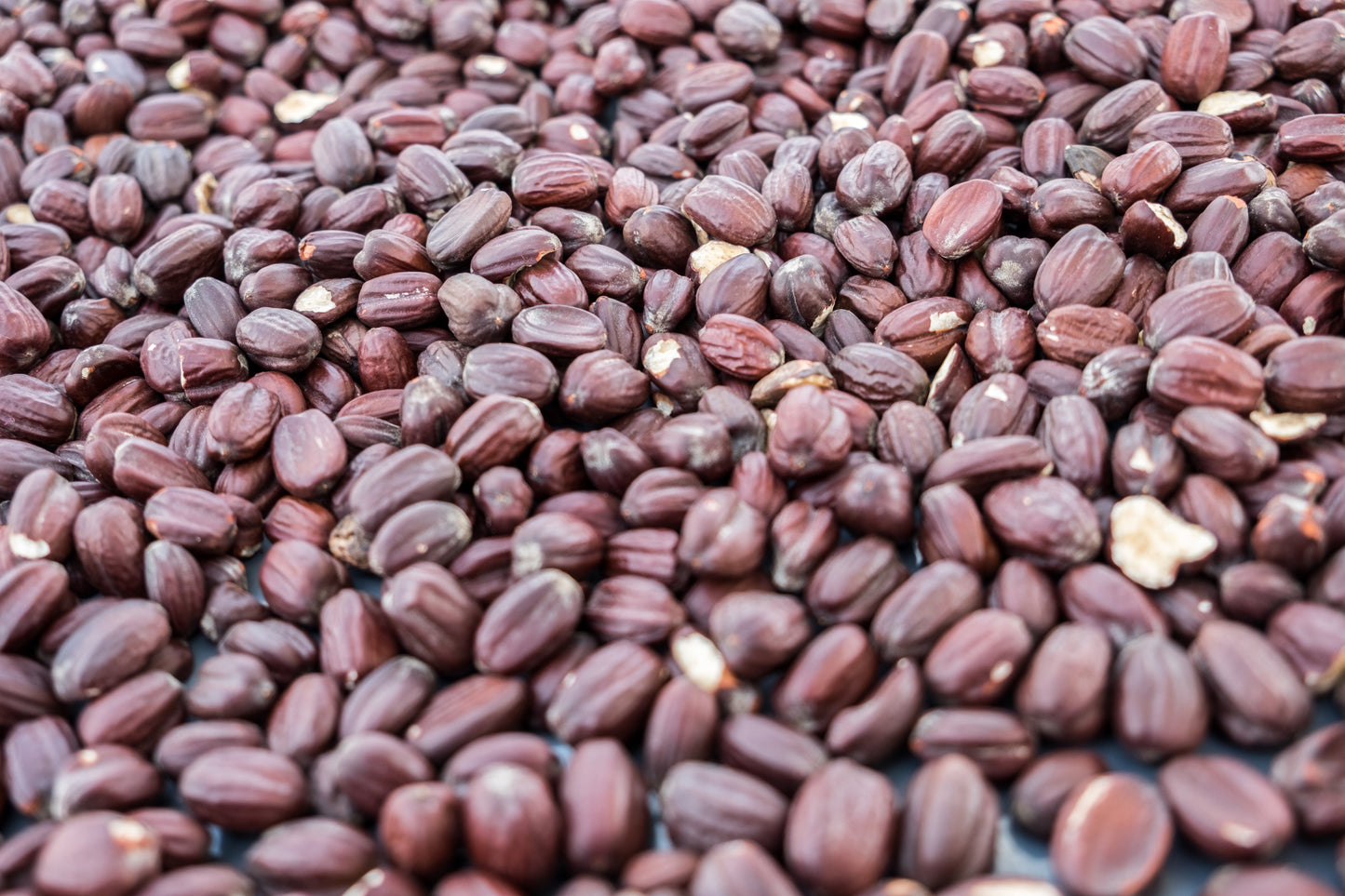 5 JOJOBA Simmondsia Chinensis Fruit Nut Oil Evergreen Shrub Seeds