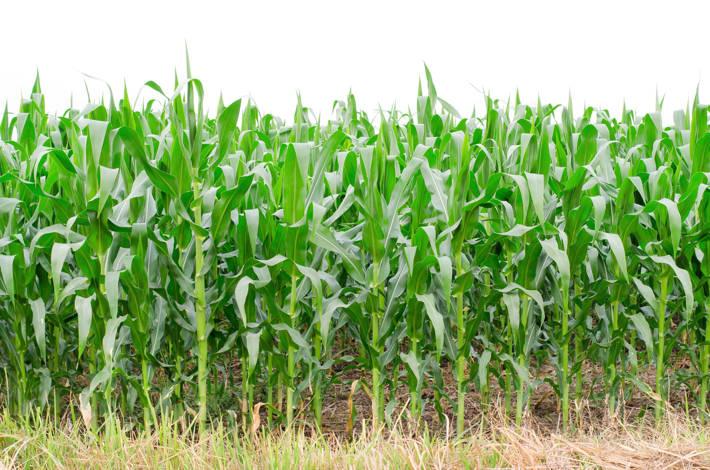 50 BLUE POPCORN Blue Kernels Pop White Corn Zea Mays Vegetable Seeds