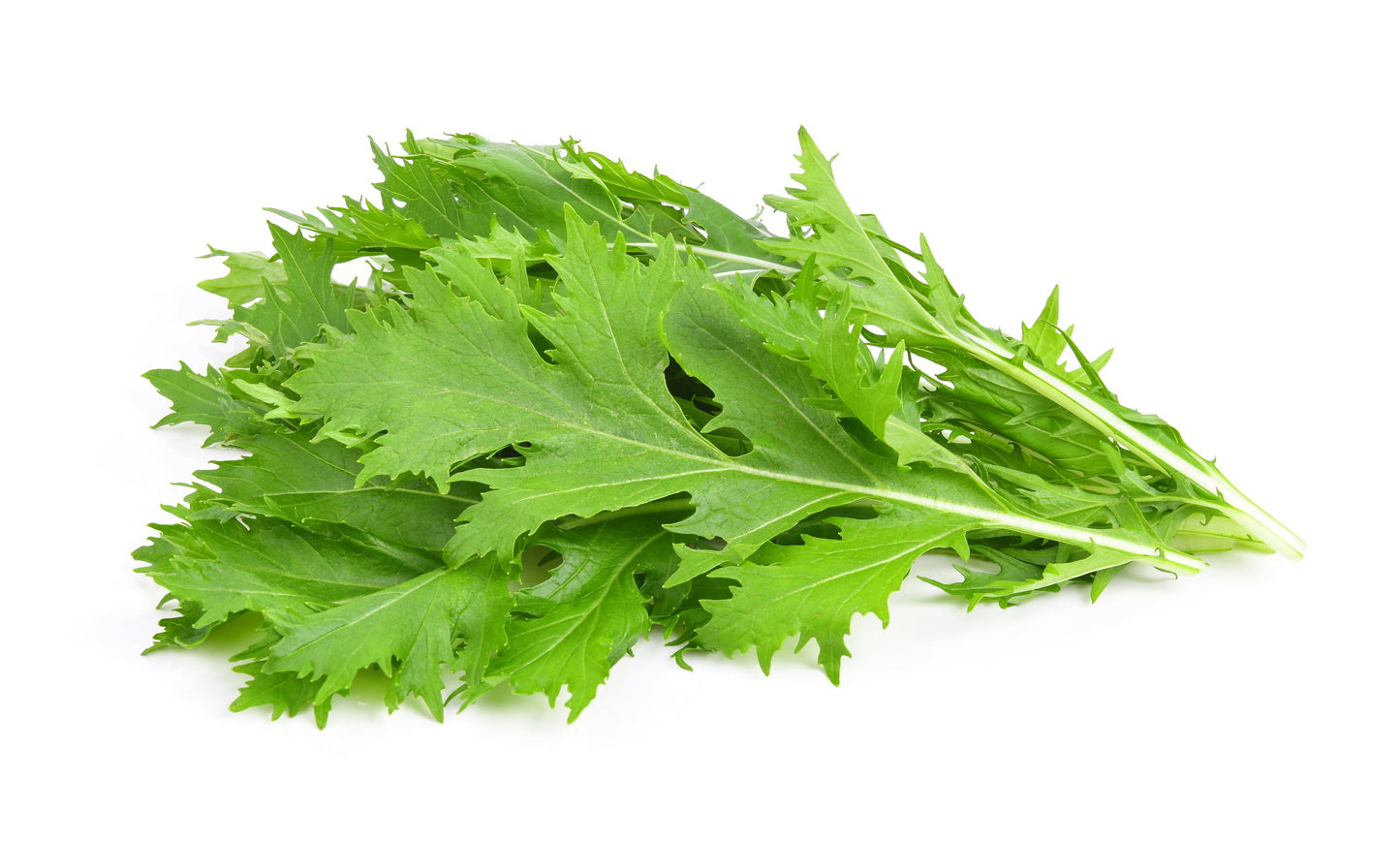 1000 GREEN MIZUNA MUSTARD Japanese Greens Brassica Juncea Herb Vegetable Seeds