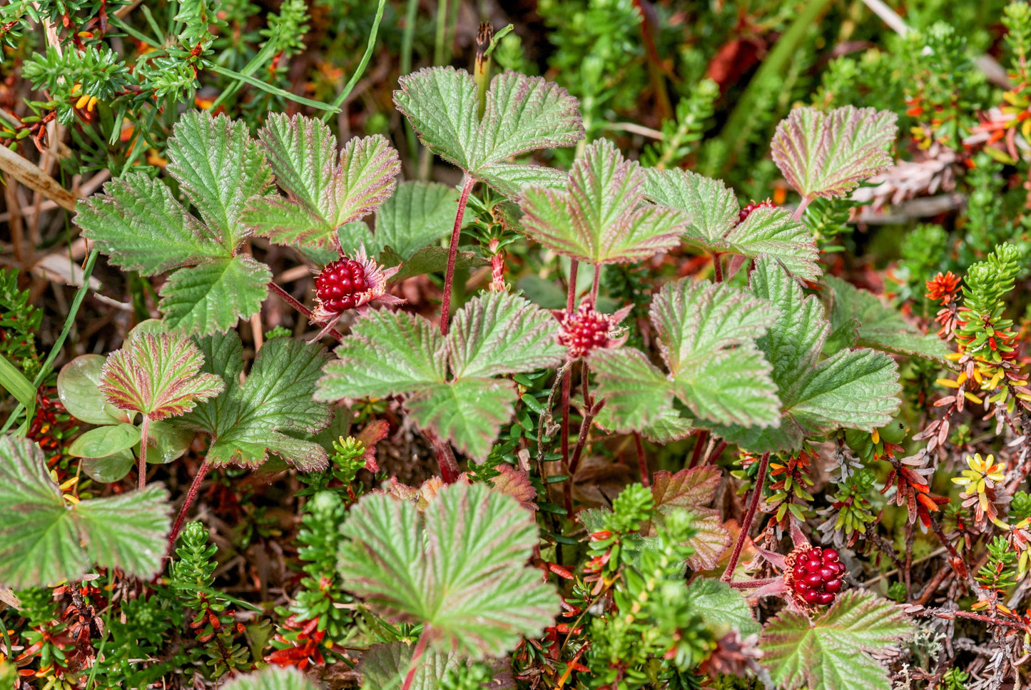 10 ARCTIC RASPBERRY Nagoonberry Rubus Arcticus Red Berry Fruit Bramble Seeds