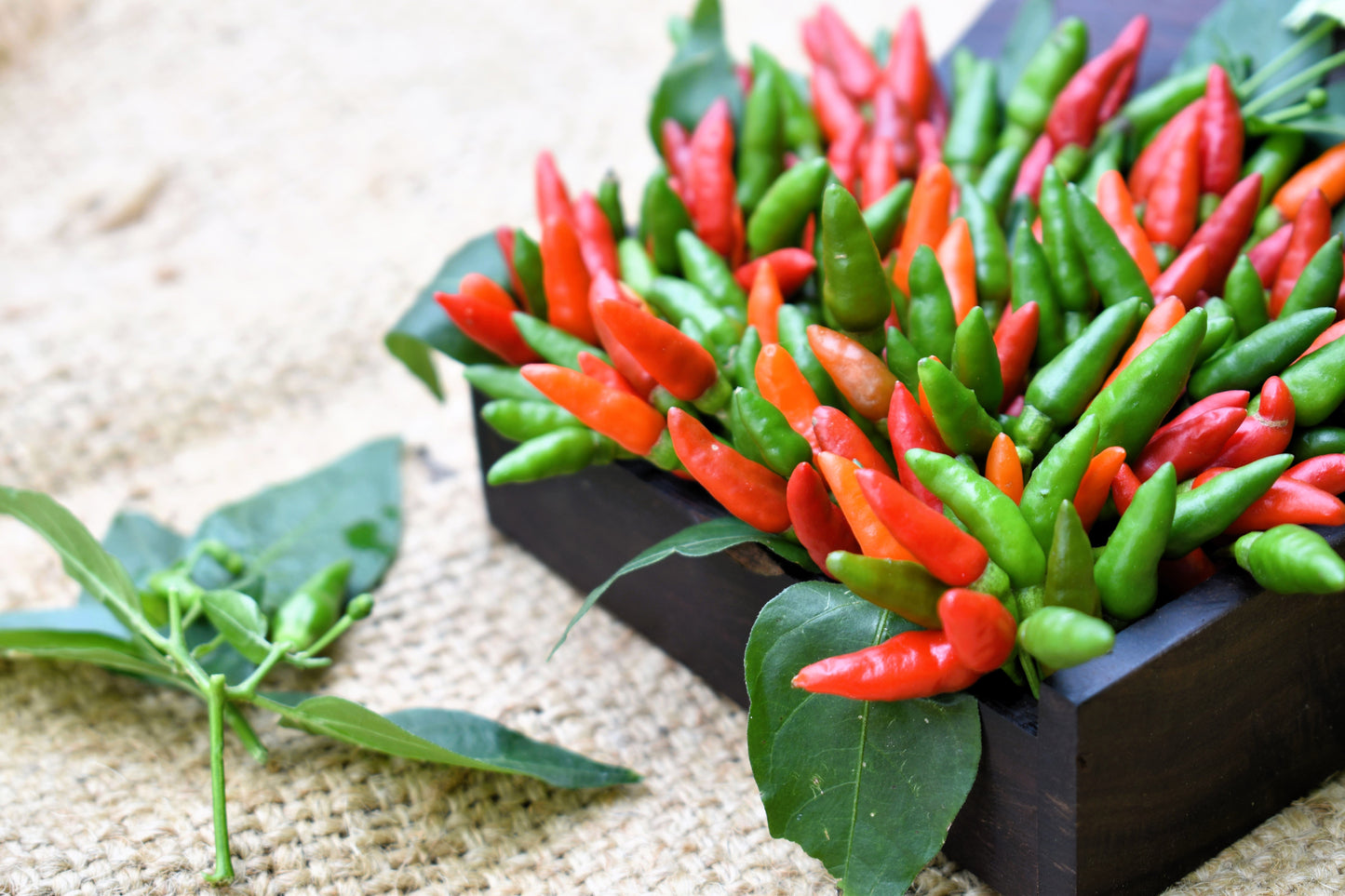 30 BIRDS Eye CHILI PEPPER (Chiltepin Pepper) Capsicum Frutescens Vegetable Seeds