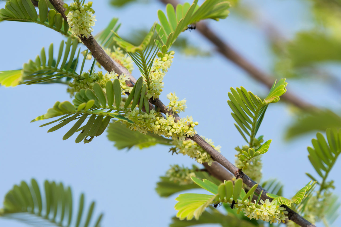 10 INDIAN GOOSEBERRY Phyllanthus Emblica Emblic Edible Fruit Tree Seeds