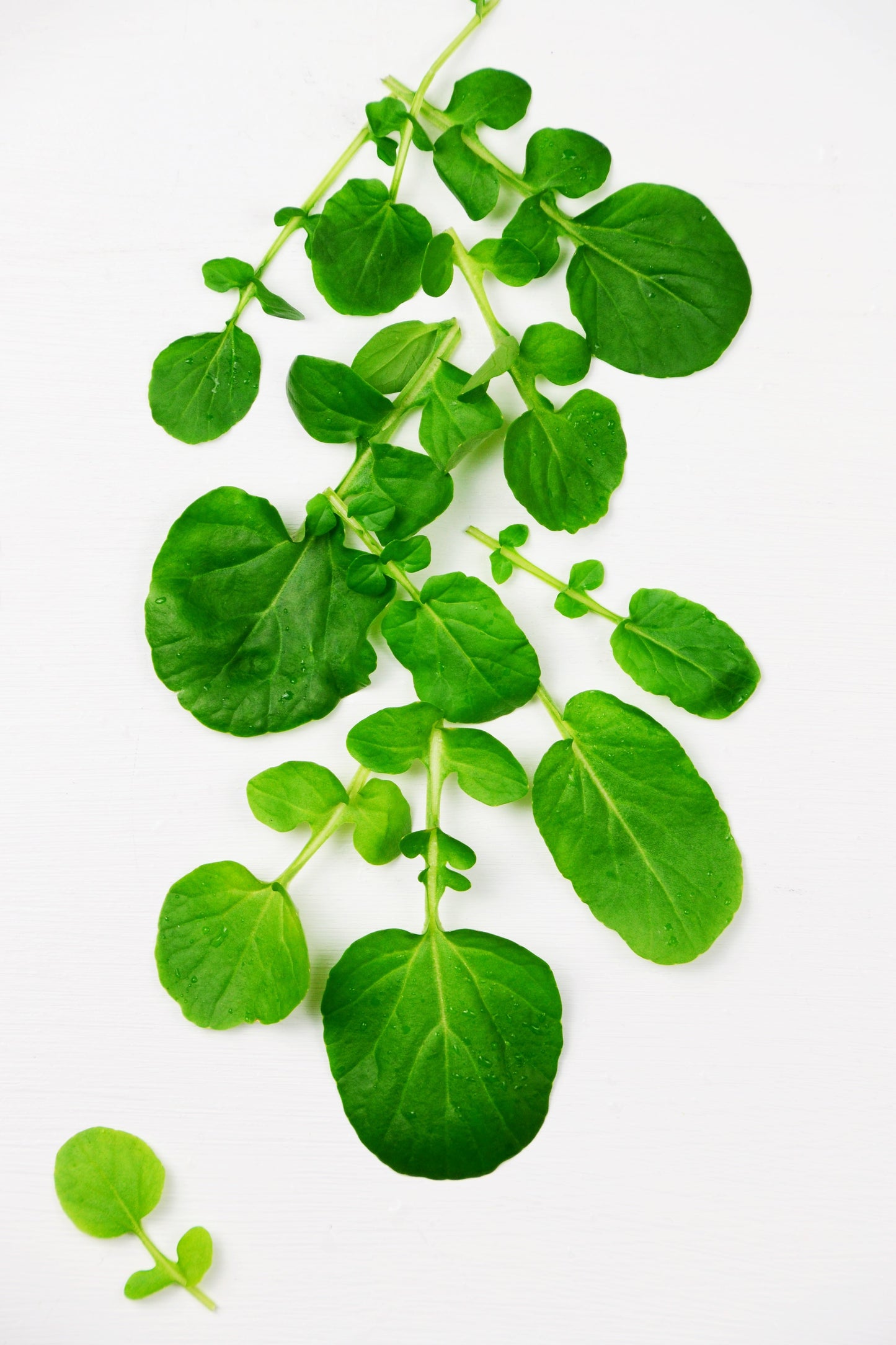 1500 UPLAND CRESS American Land Cress Barbarea Verna Creasy Vegetable Herb Seeds