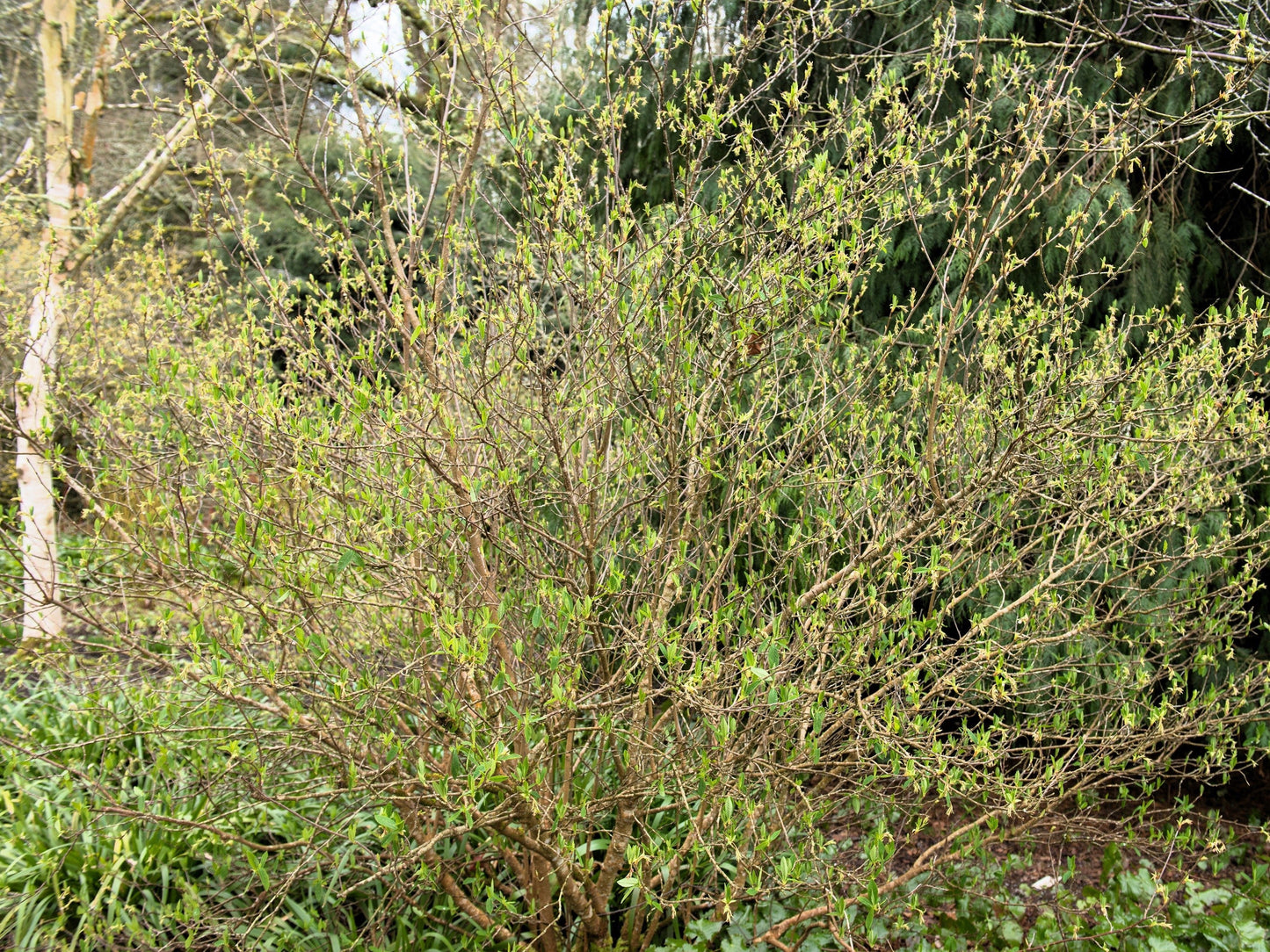 15 INDIAN PLUM Osoberry Oregon Oso Berry Oemleria Cerasiformis Fruit Shrub Seeds