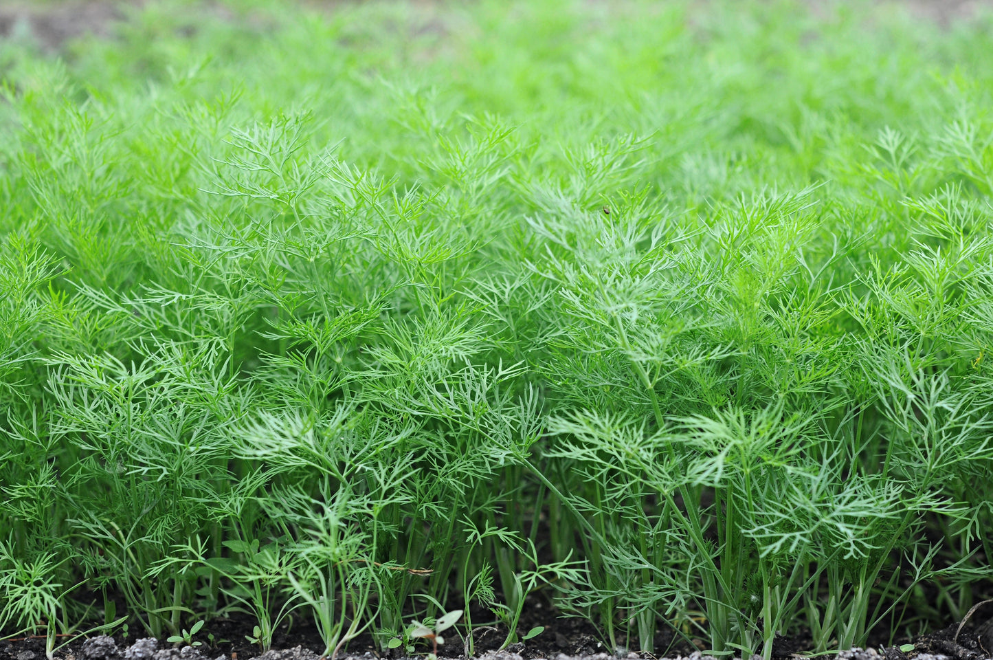 2500 BOUQUET DILL Anethum Graveolens Herb Flower Seeds