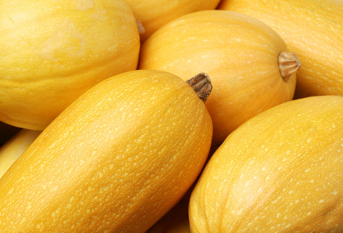 50 VEGETABLE SPAGHETTI SQUASH Winter Cucurbita Pepo Seeds