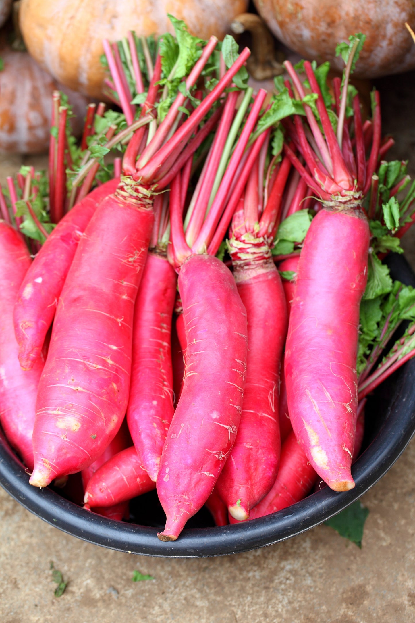 250 RED Arrow SPROUTING RADISH MiniGreen Daikon Raphanus Sativus Vegetable Seeds