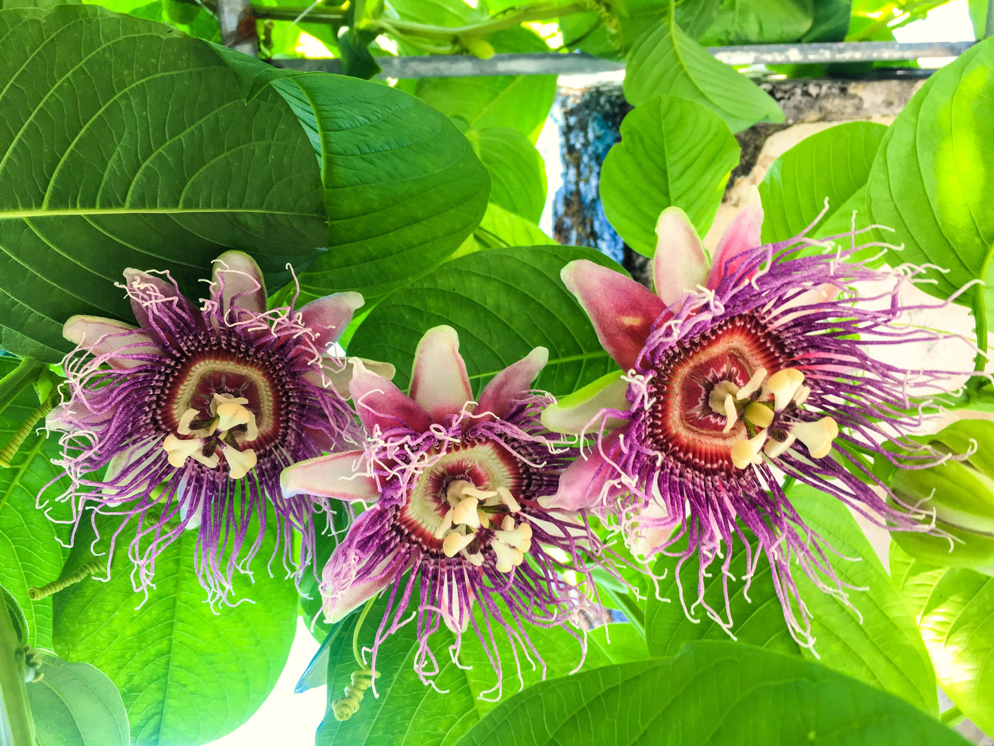 5 GIANT GRANADILLA Red Passion Flower Passiflora Quadrangularis Yellow Fruit Vine Seeds