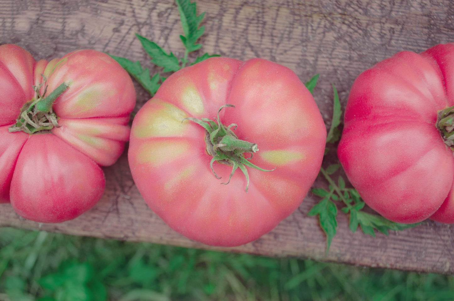 50 Giant BELGIAN PINK TOMATO Huge Pink Skin Lycopersicon Fruit Vegetable Seeds