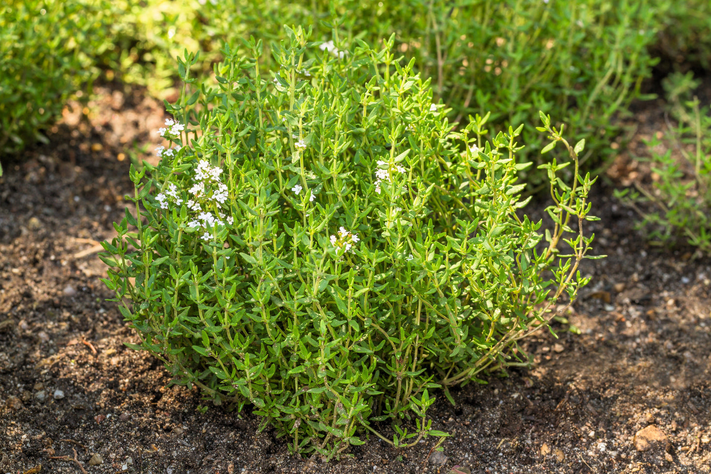 30 ORANGE THYME Orangelo Thymus Vulgaris Fragrantissimus Culinary Herb Seeds