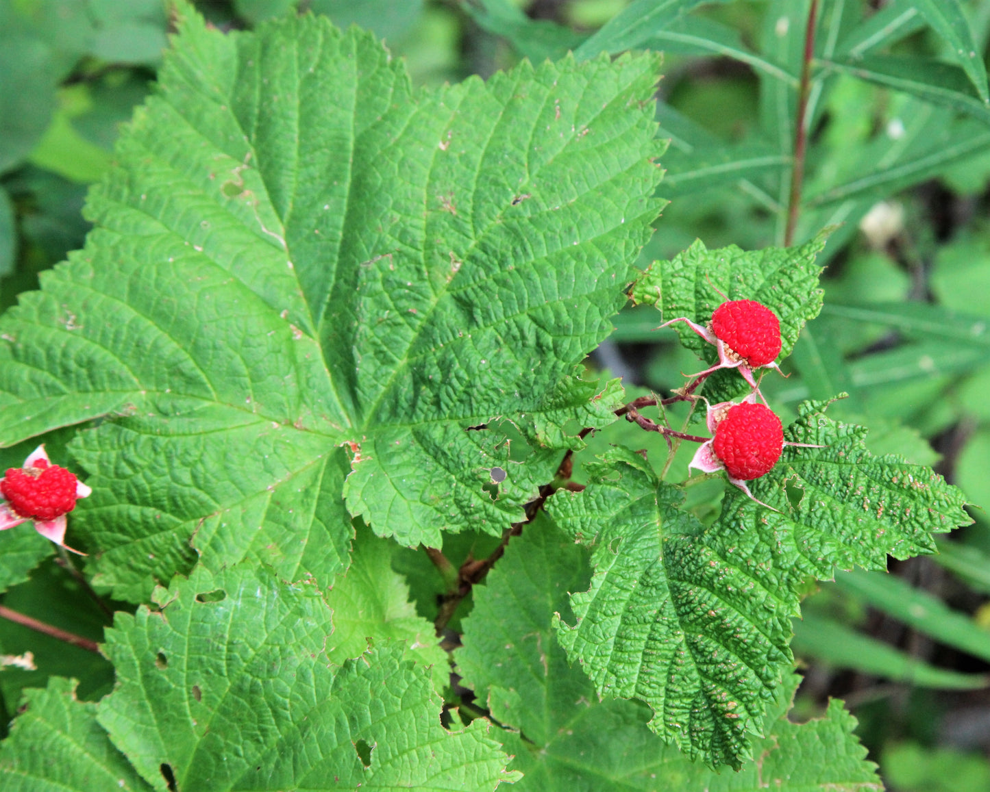 50 THIMBLEBERRY Rubus Parviflorus Edible Red Berry Fruit Native White Flower Sun or Shade Shrub Seeds