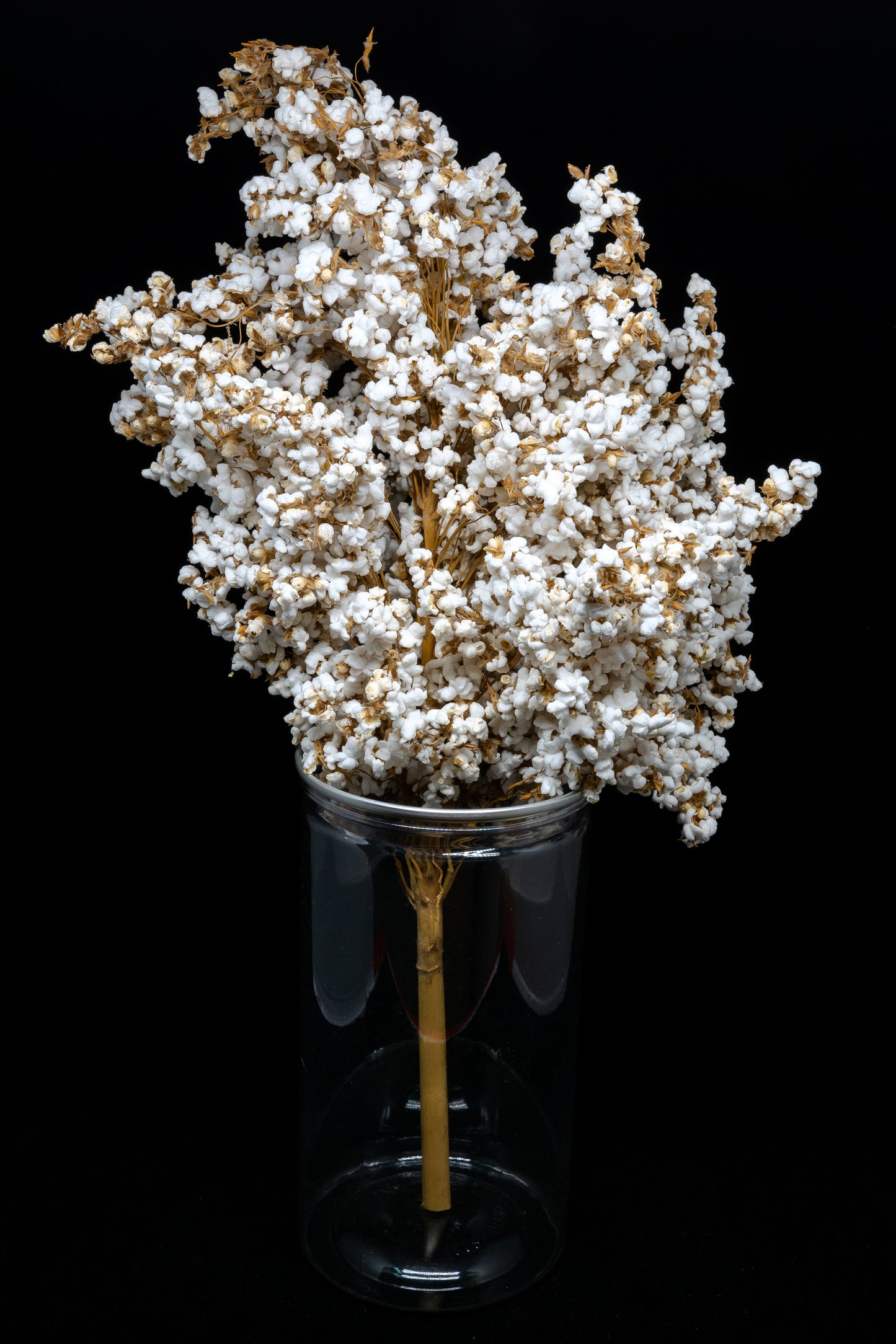 75 WHITE POPPING SORGHUM Bicolor Snack Vegetable Flour Grain Seeds