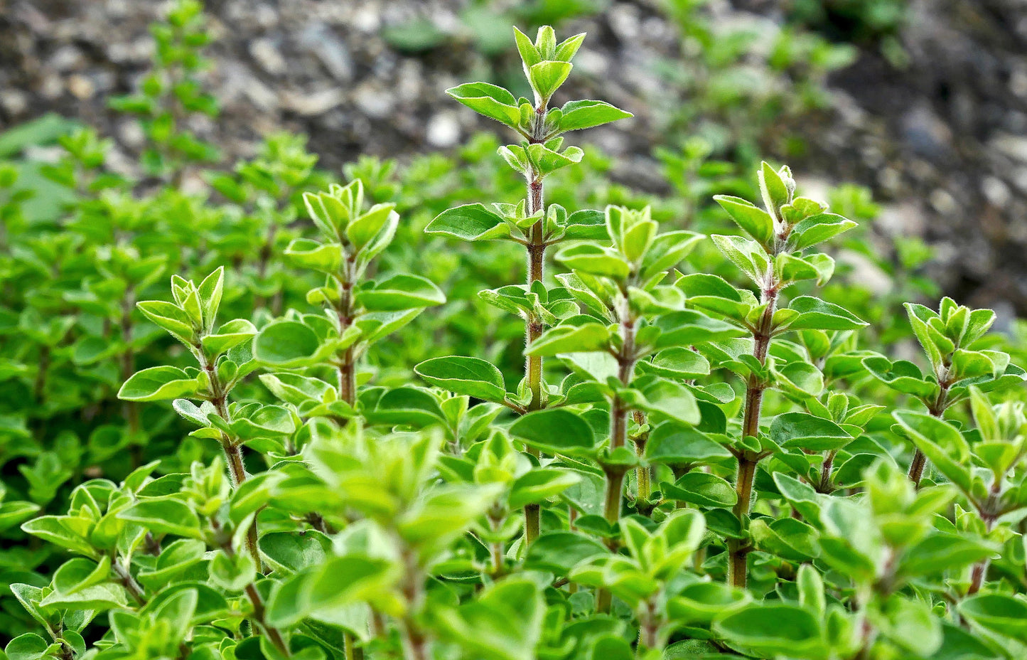 2000 SWEET MARJORAM Origanum Majorana Herb Flower Seeds