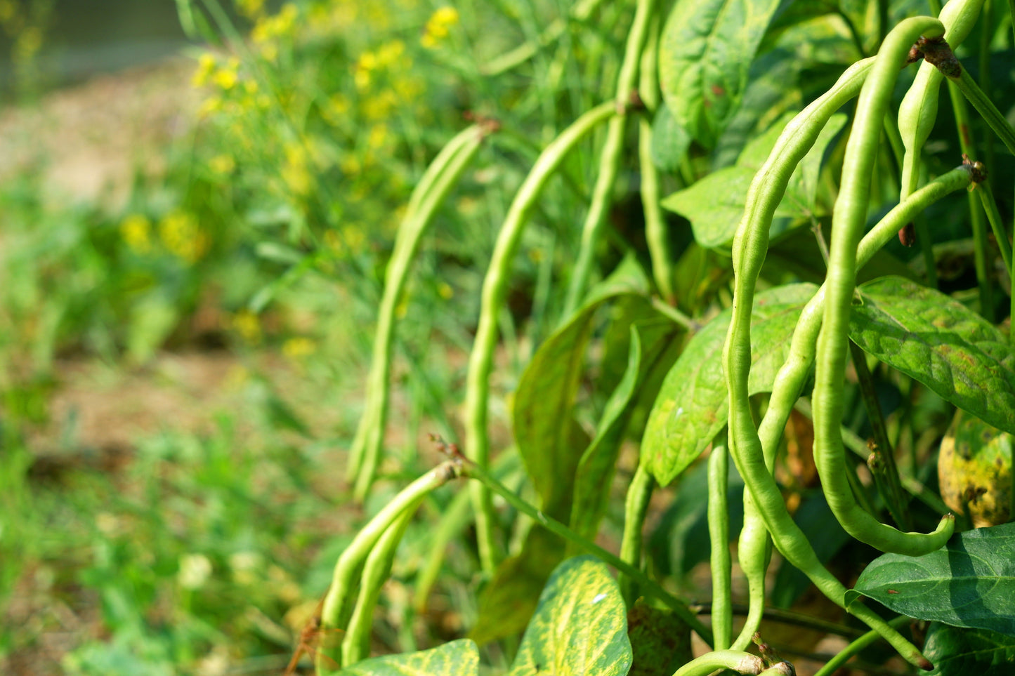 100 Texas CREAM COW PEA Southern Pea Bush Vigna Unguiculata Vegetable Seeds