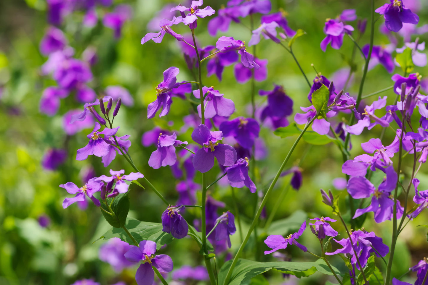500 Purple FEBRUARY ORCHID Violet Cress Orychophragmus Violaceus 2" Flower Edible Vegetable Seeds