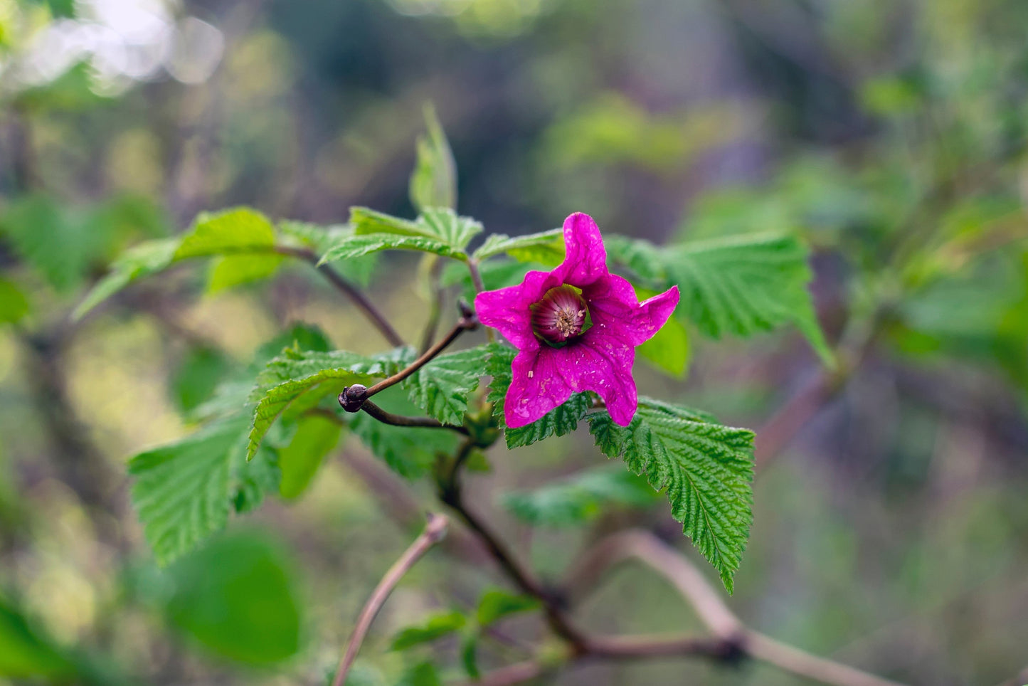 20 SALMONBERRY RUSSIAN RASPBERRY Rubus Spectabilis Fruit Seeds Purple Flowers