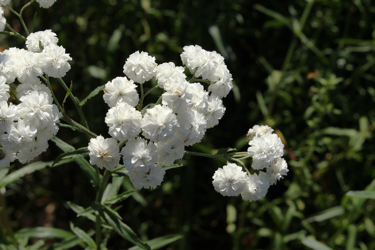 150 PEARL YARROW White Double Achillea Ptarmica Herb Flower Seeds
