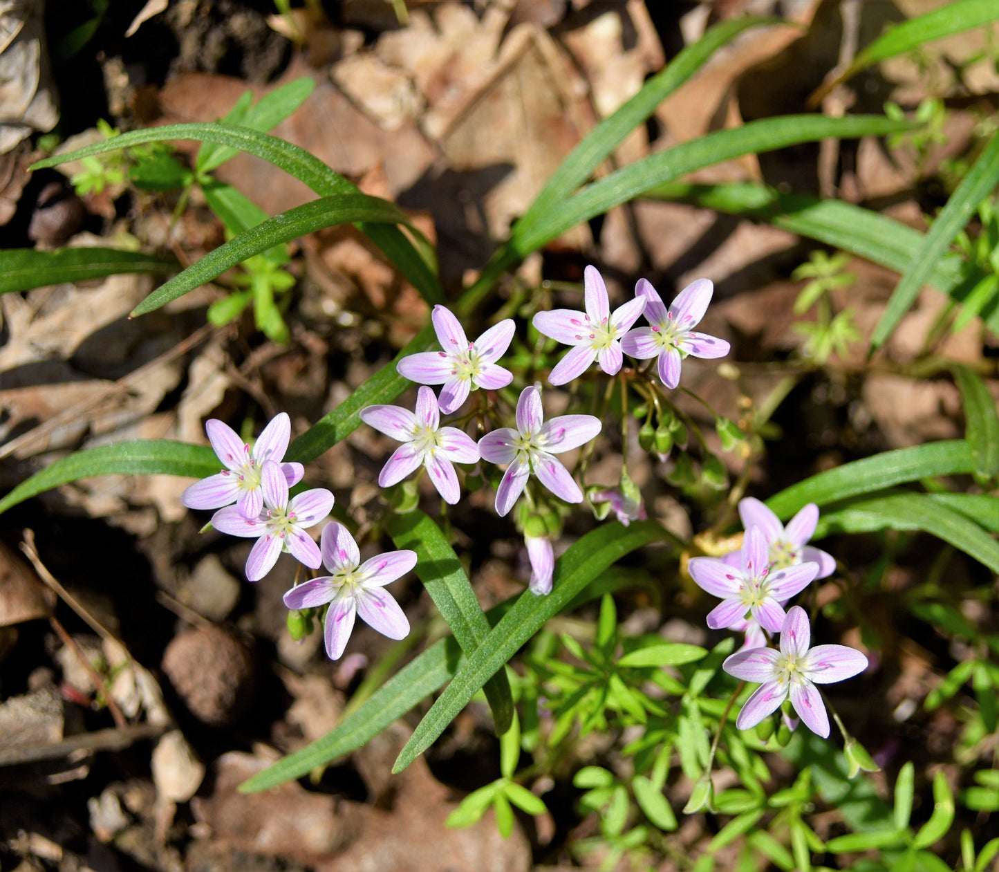 20 VIRGINIA SPRING BEAUTY Claytonia Virginica Eastern Fairy Pink Striped Native Grass Shade Flower Herb Seeds