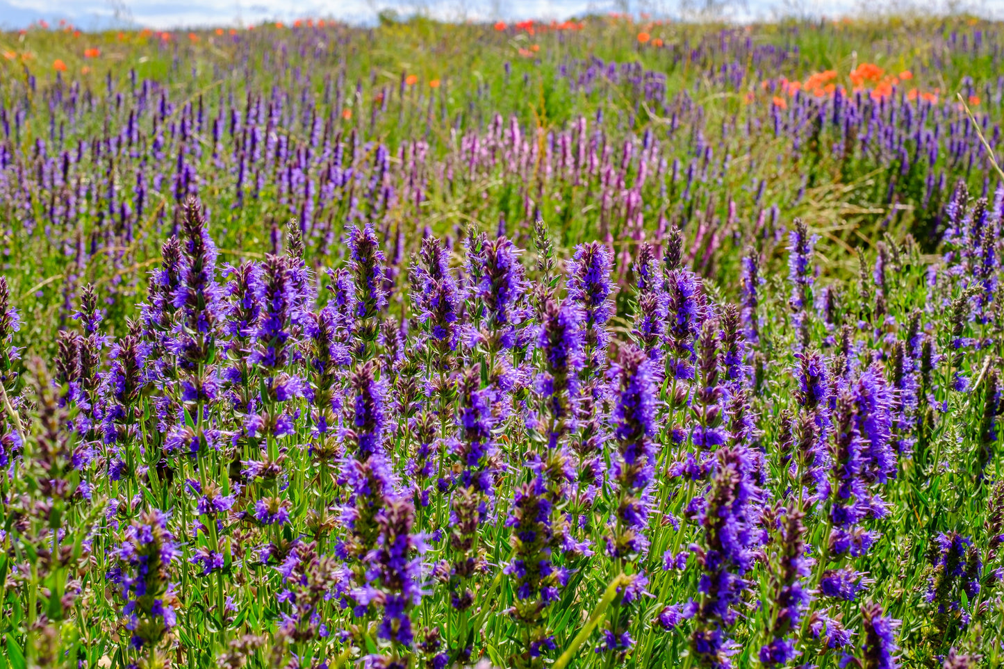 1000 TRUE BLUE HYSSOP Hyssopus Officinalis Thymus Hyssopus Herb Blue Violet Flower Seeds