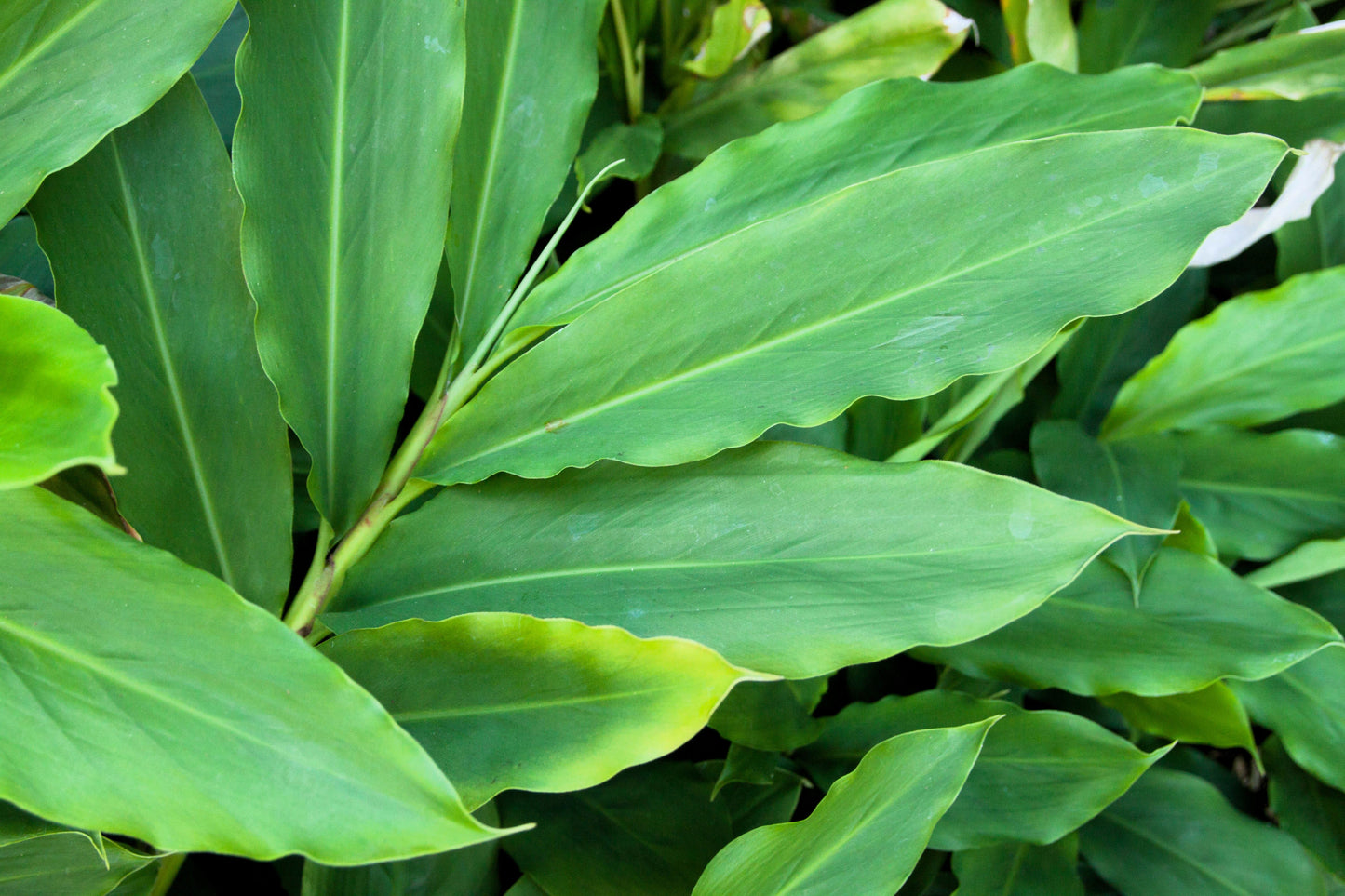 5 CARDAMON CARDAMOM Elettaria Cardamomum HERB Flower Shrub Tree Seeds