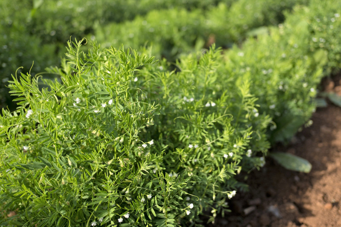 100 BLACK LENTIL Bush Lens Culinaris Vegetable Legume Sprouts Seeds