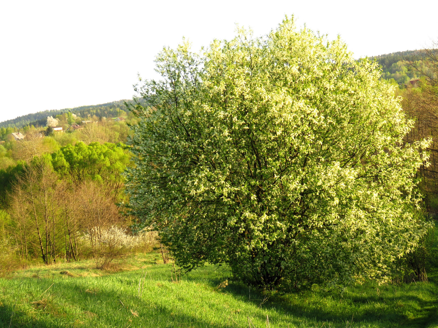 30 BLACK CHERRY Fruit Tree Prunus Serotina Fragrant White Flowers Seeds