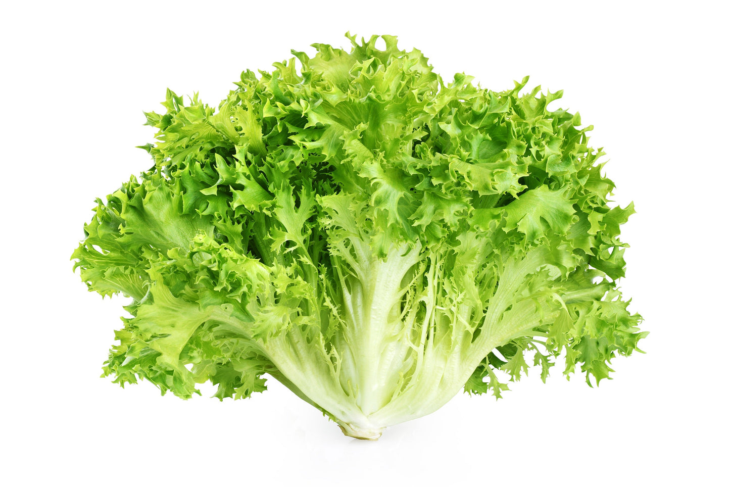 1000 SALAD KING ENDIVE Italian Chicory Greens Cichorium Endivia Vegetable Seeds