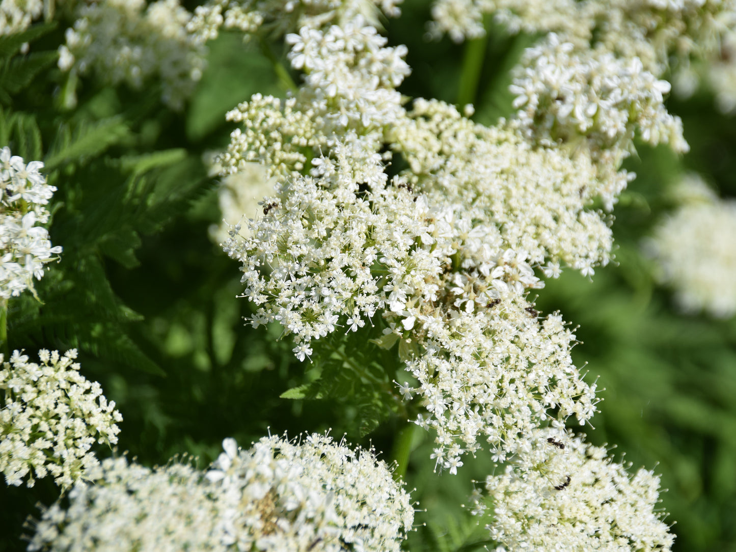20 SWEET CICELY Myrrhis Odorata Herb Fragrant Flower Licorice Flavor Seeds
