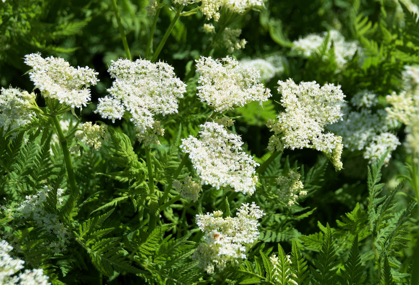 20 SWEET CICELY Myrrhis Odorata Herb Fragrant Flower Licorice Flavor Seeds
