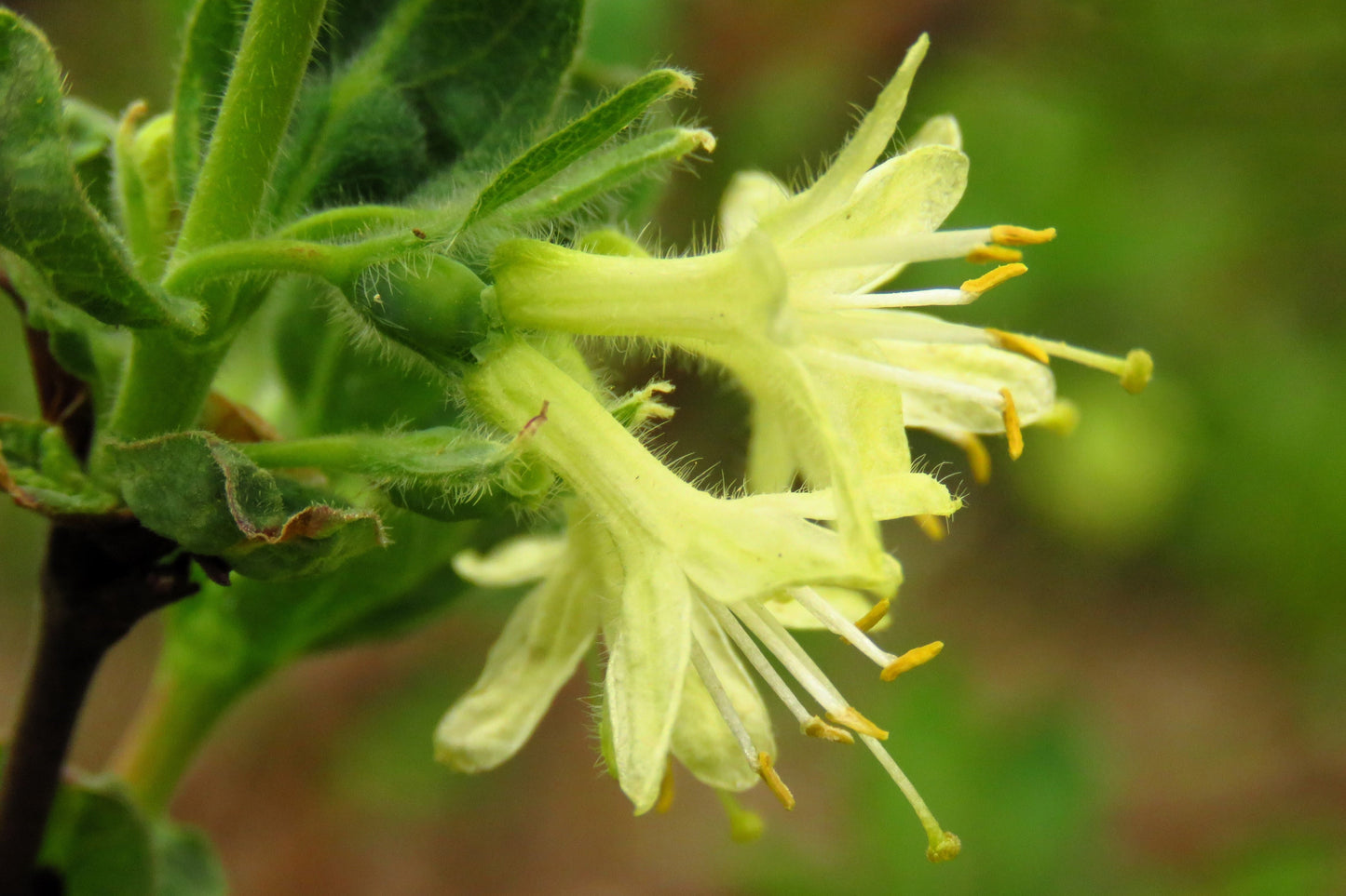 30 HONEYBERRY Blue Honeysuckle Lonicera Caerulea Edible Fruit Shrub Seeds