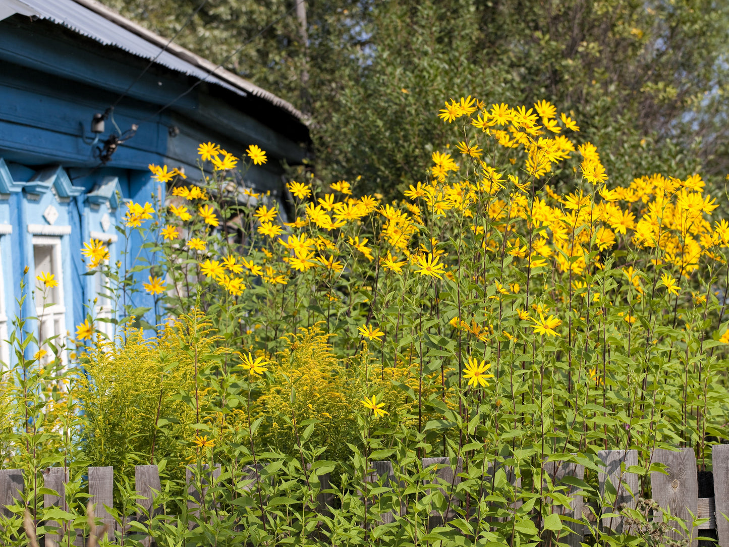 20 JERUSALEM ARTICHOKE Sunchoke Sunroot Helianthus Tuberosus Yellow Sunflower Root Vegetable Seeds
