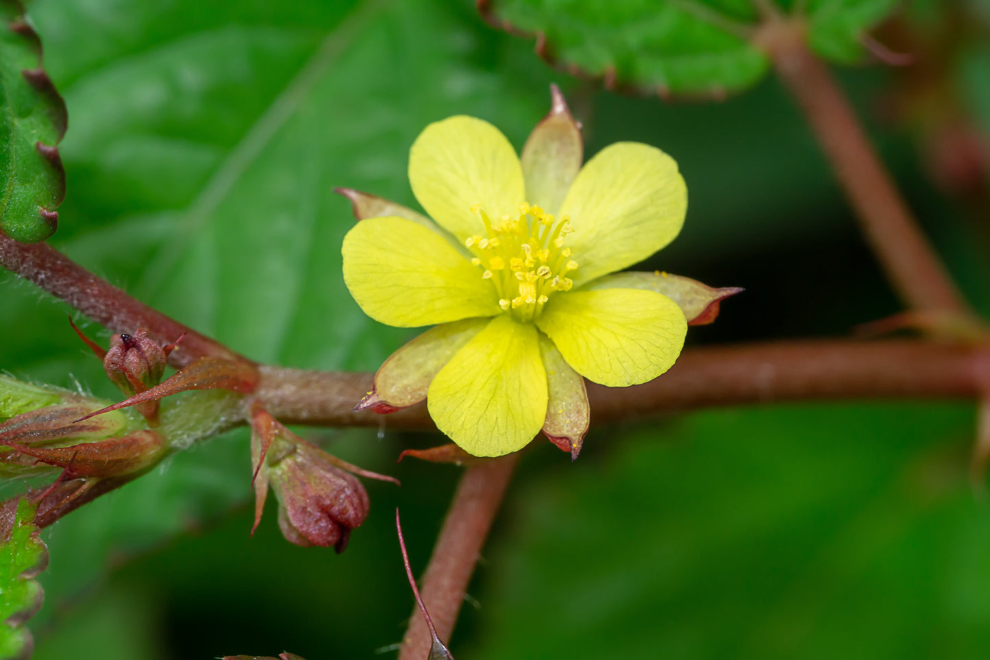 100 TOSSA JUTE Mallow Corchorus Olitorius African Sorrel Bush Okra Twine Vegetable Seeds