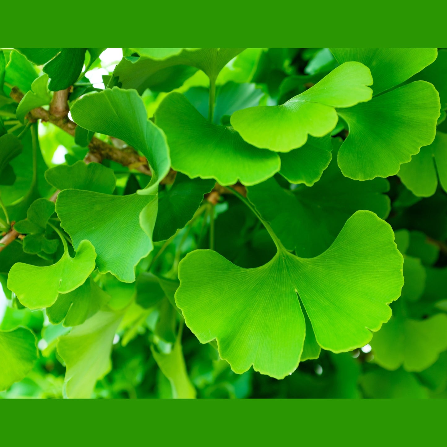 10 GINKGO BILOBA Maidenhair Tree Yellow Fall Orange "Fruit" Herb Seeds