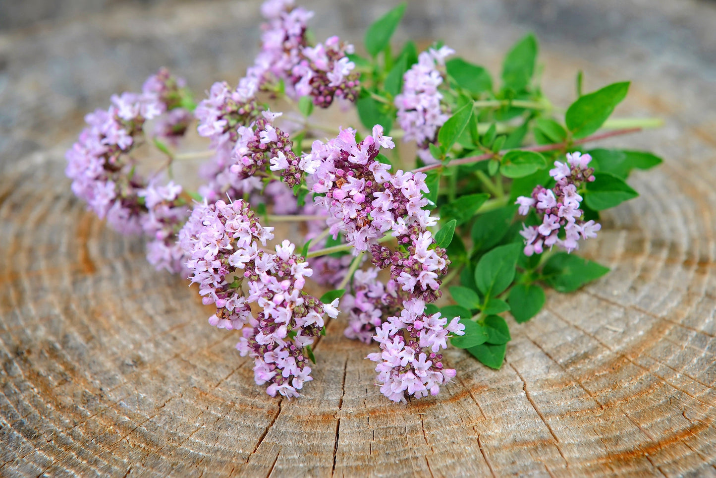 500 OREGANO Origanum Vulgare Herb Purple Butterfly Flower Seeds