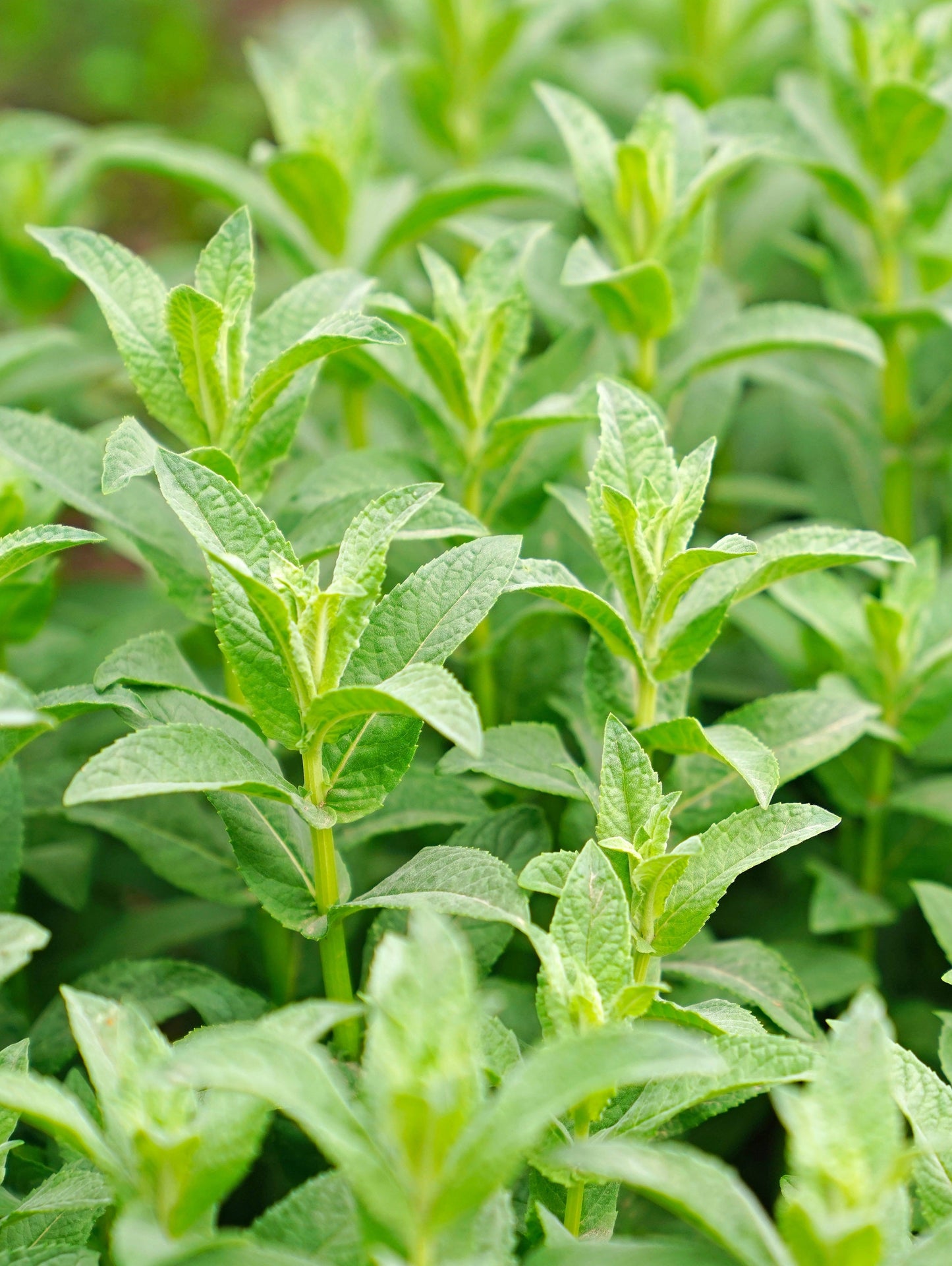 200 PENNYROYAL Mint Mentha Pulegium Herb Purple Flower Seeds