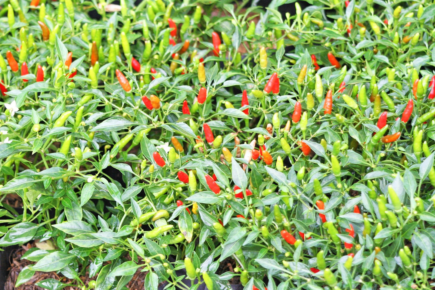 30 BIRDS Eye CHILI PEPPER (Chiltepin Pepper) Capsicum Frutescens Vegetable Seeds