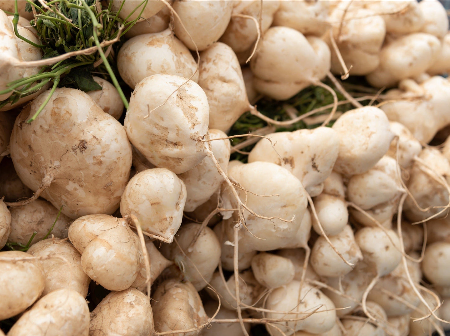 20 JICAMA Mexican Yam Bean Potato Bean Pachyrhizus Erosus Vining Legume Root Vegetable Blue Flower Seeds