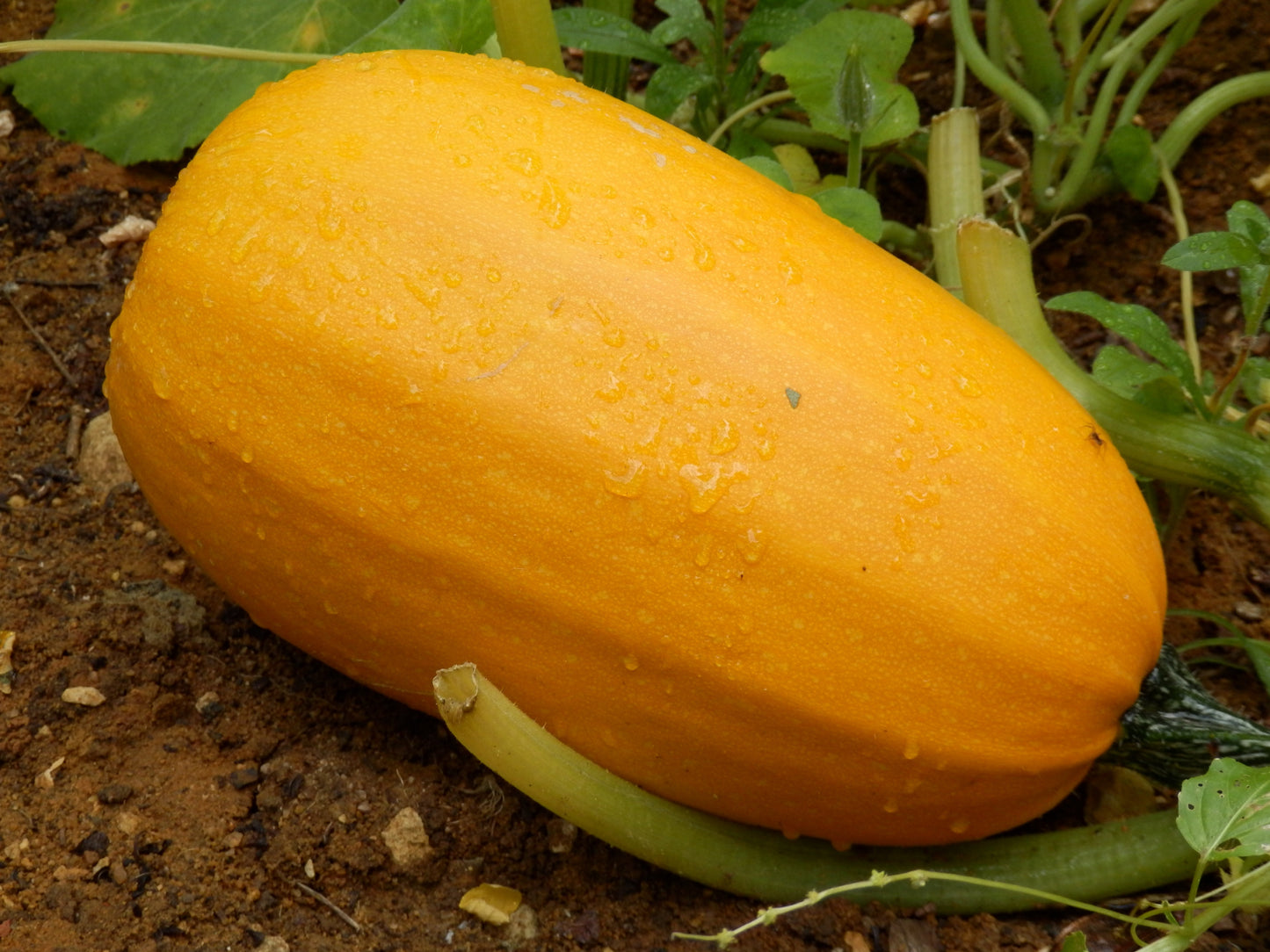 50 VEGETABLE SPAGHETTI SQUASH Winter Cucurbita Pepo Seeds
