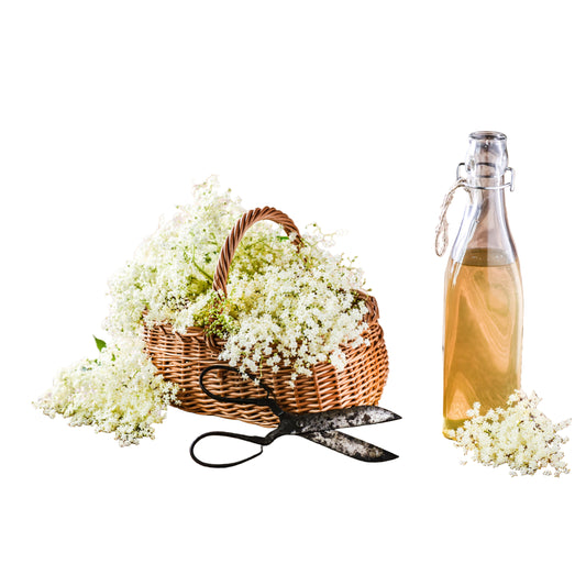 50 BLUE ELDERBERRY Sambucus Cerulea Arizona Blue Elder Tree Shrub Fruit Berry Seeds